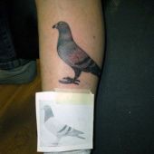 tatuaż gołębia na łydce